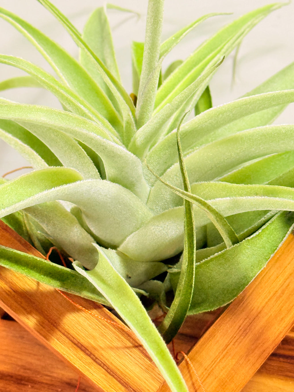 Tillandsia Cacticola regular form botón