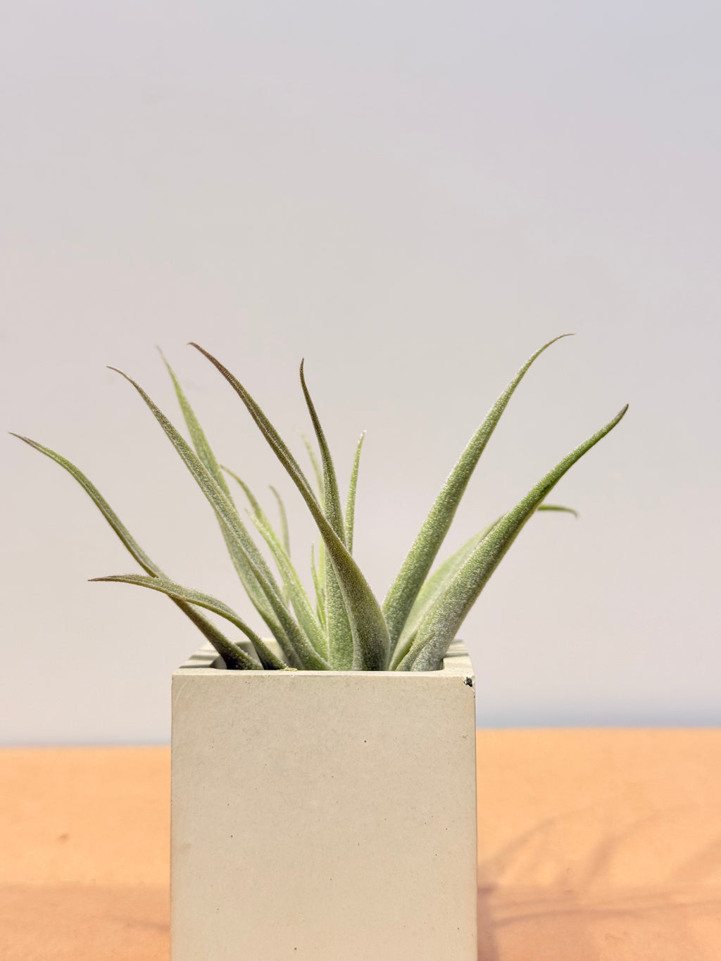 Till. Cacticola mini  + base