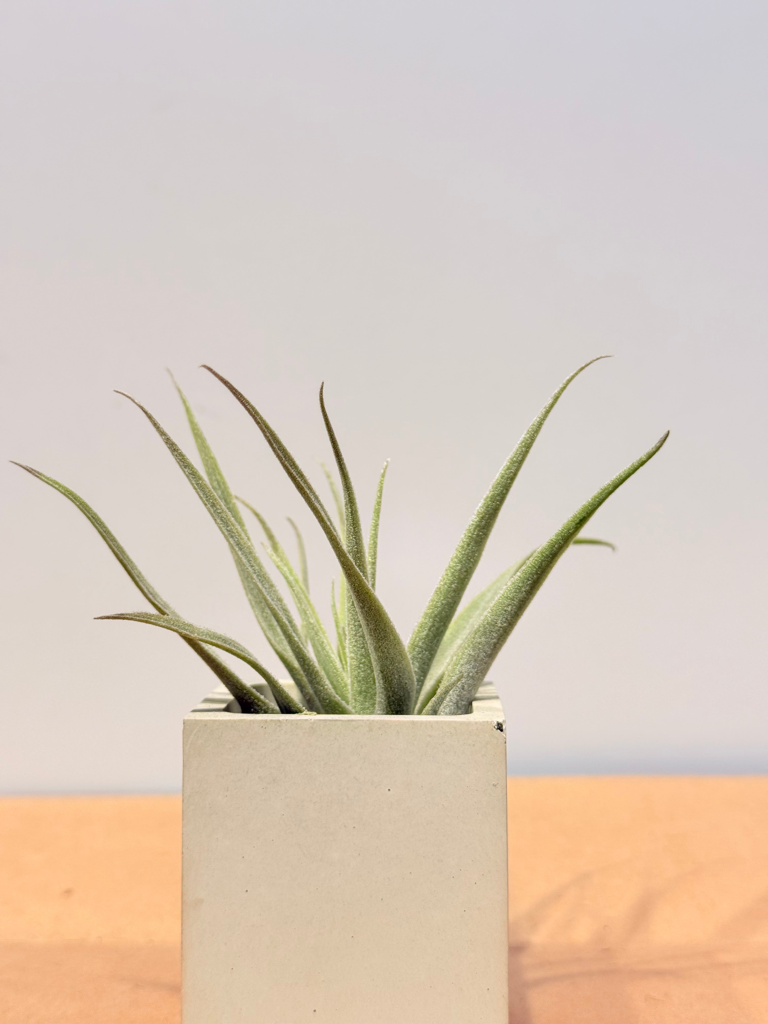 Till. Cacticola mini  + base