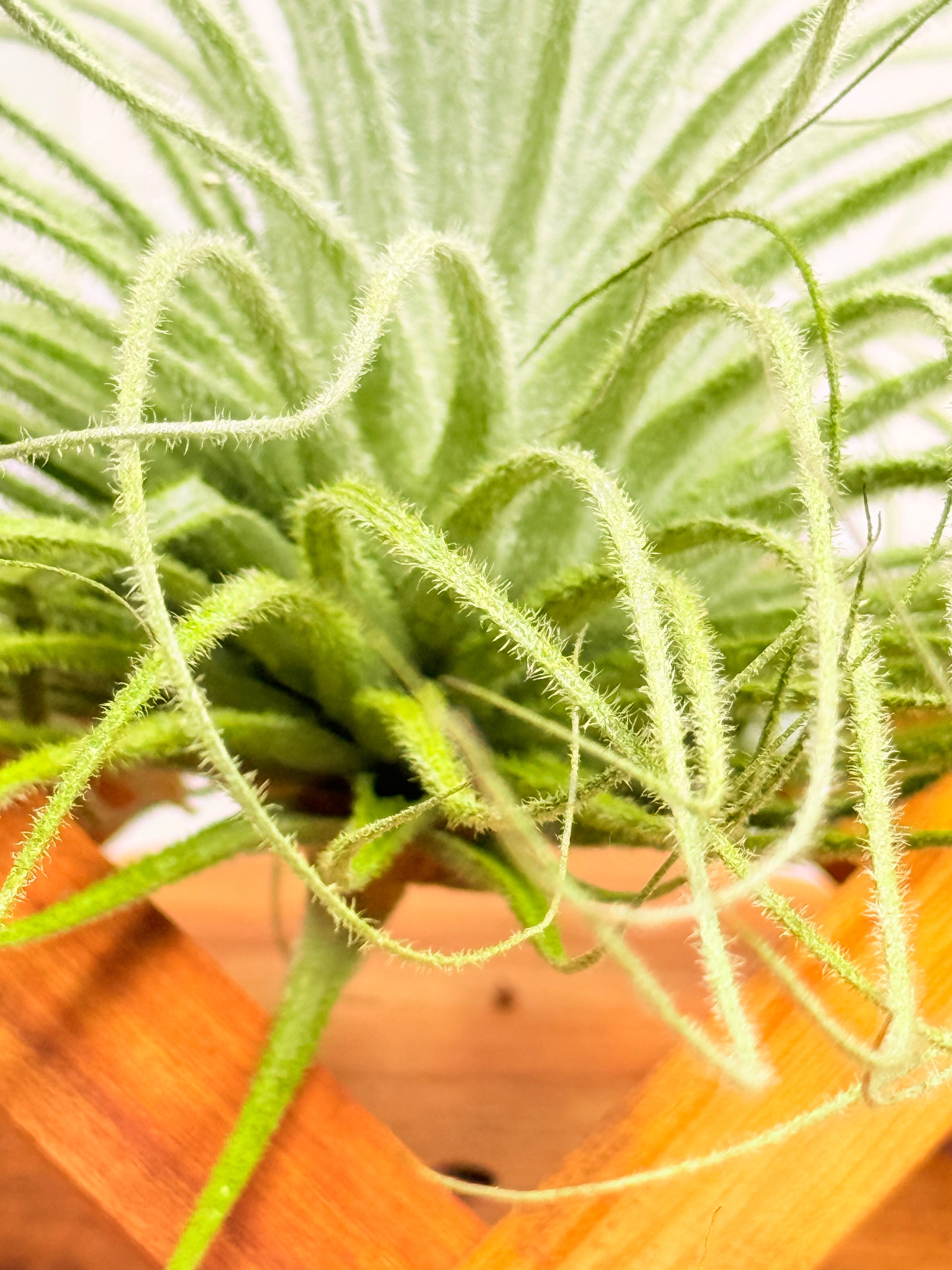 Kit Till. Tectorum + plant force + base madera teca