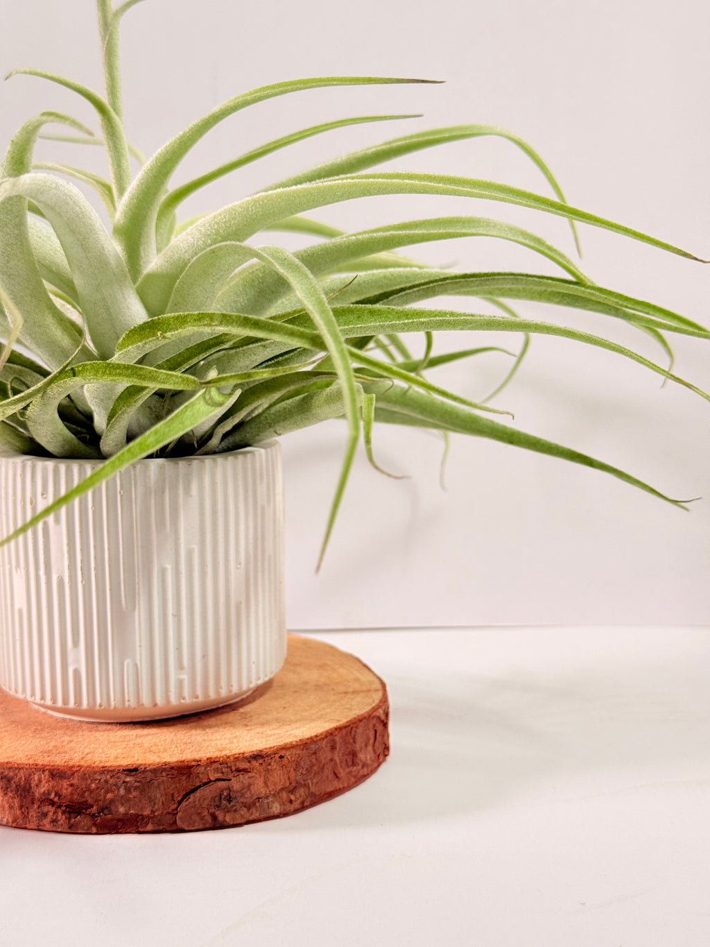 Tillandsia Cacticola regular form botón
