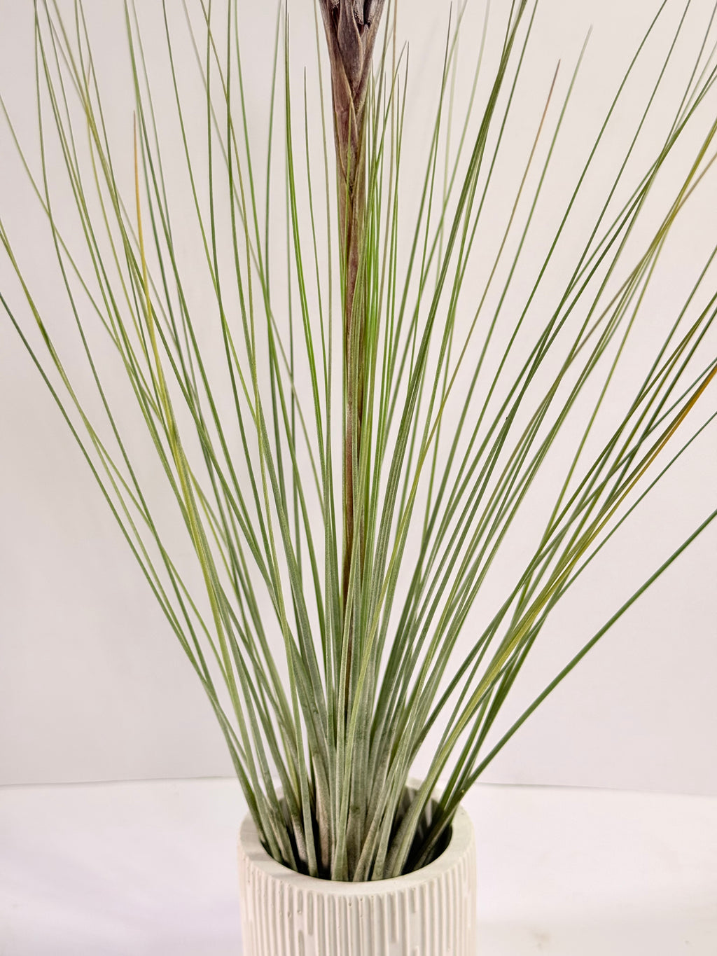 Tillandsia  Juncea + matera