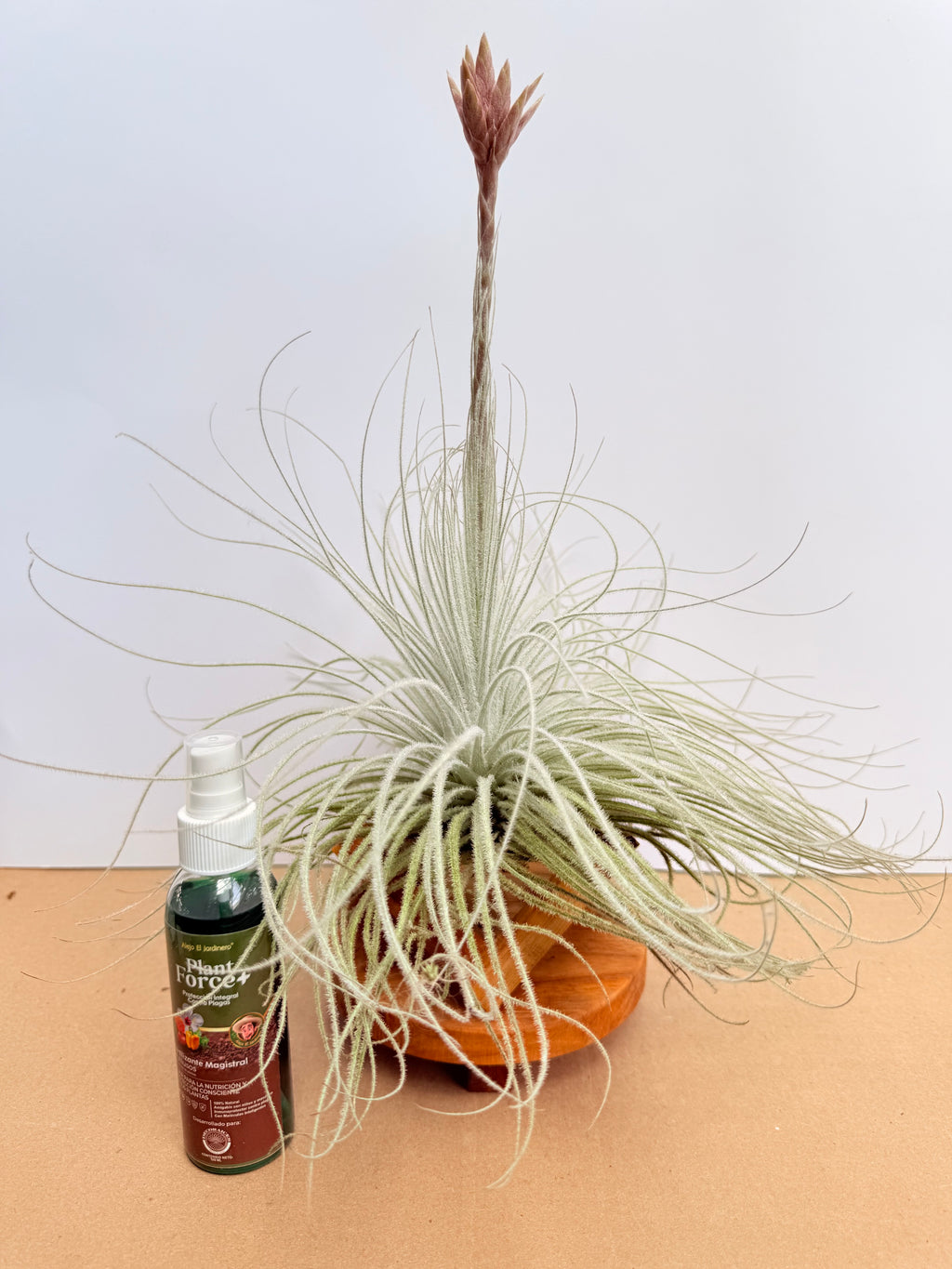 Kit Till. Tectorum + plant force + base madera teca