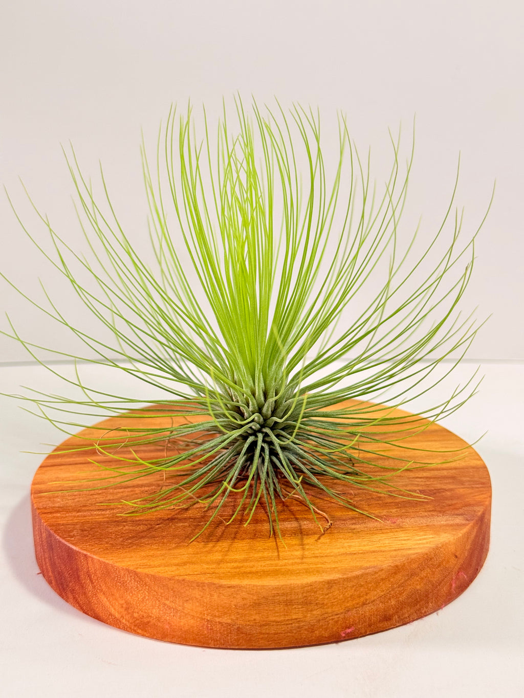Tillandsia  Andreana M + matera