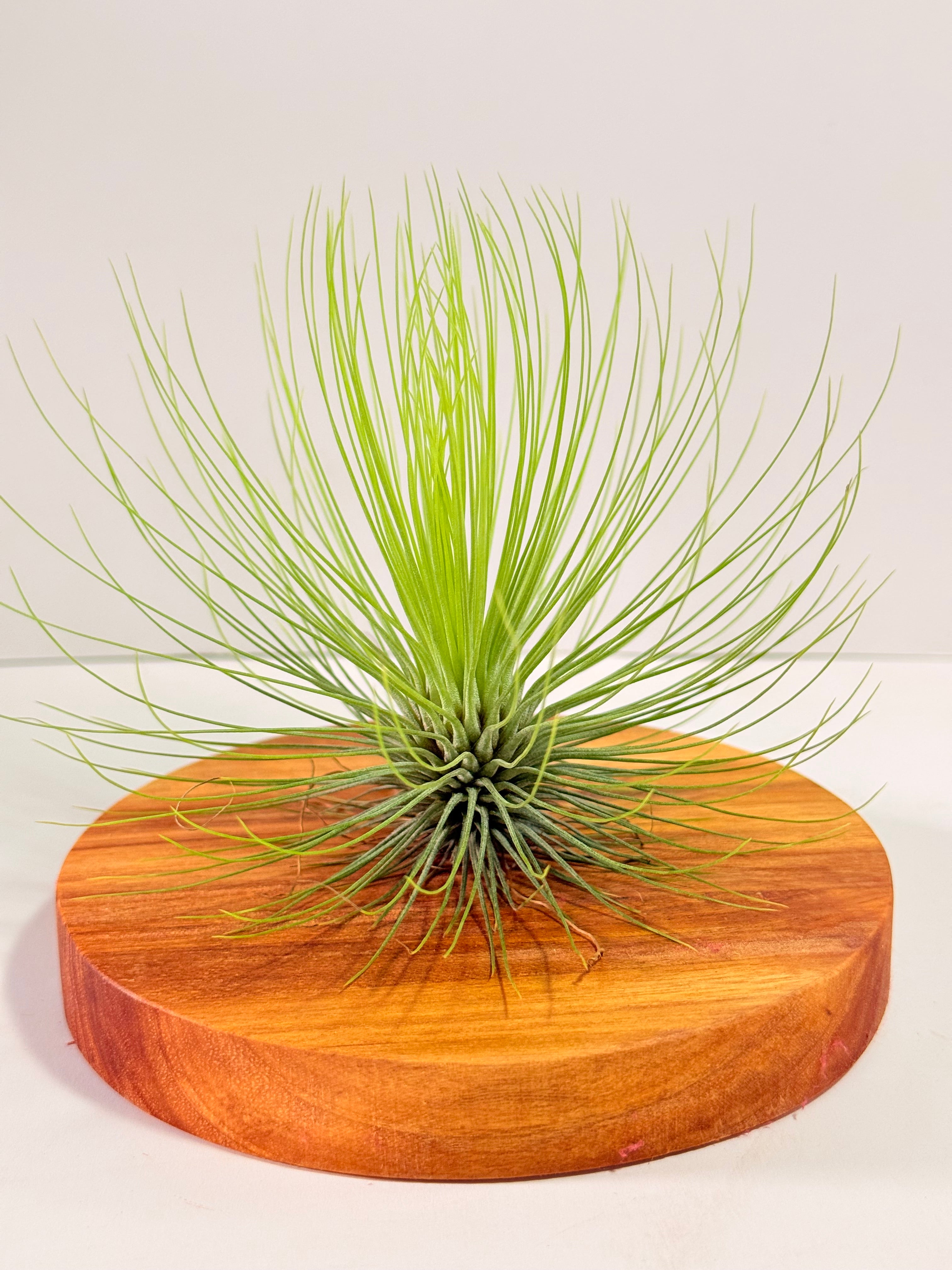 Tillandsia  Andreana M + matera