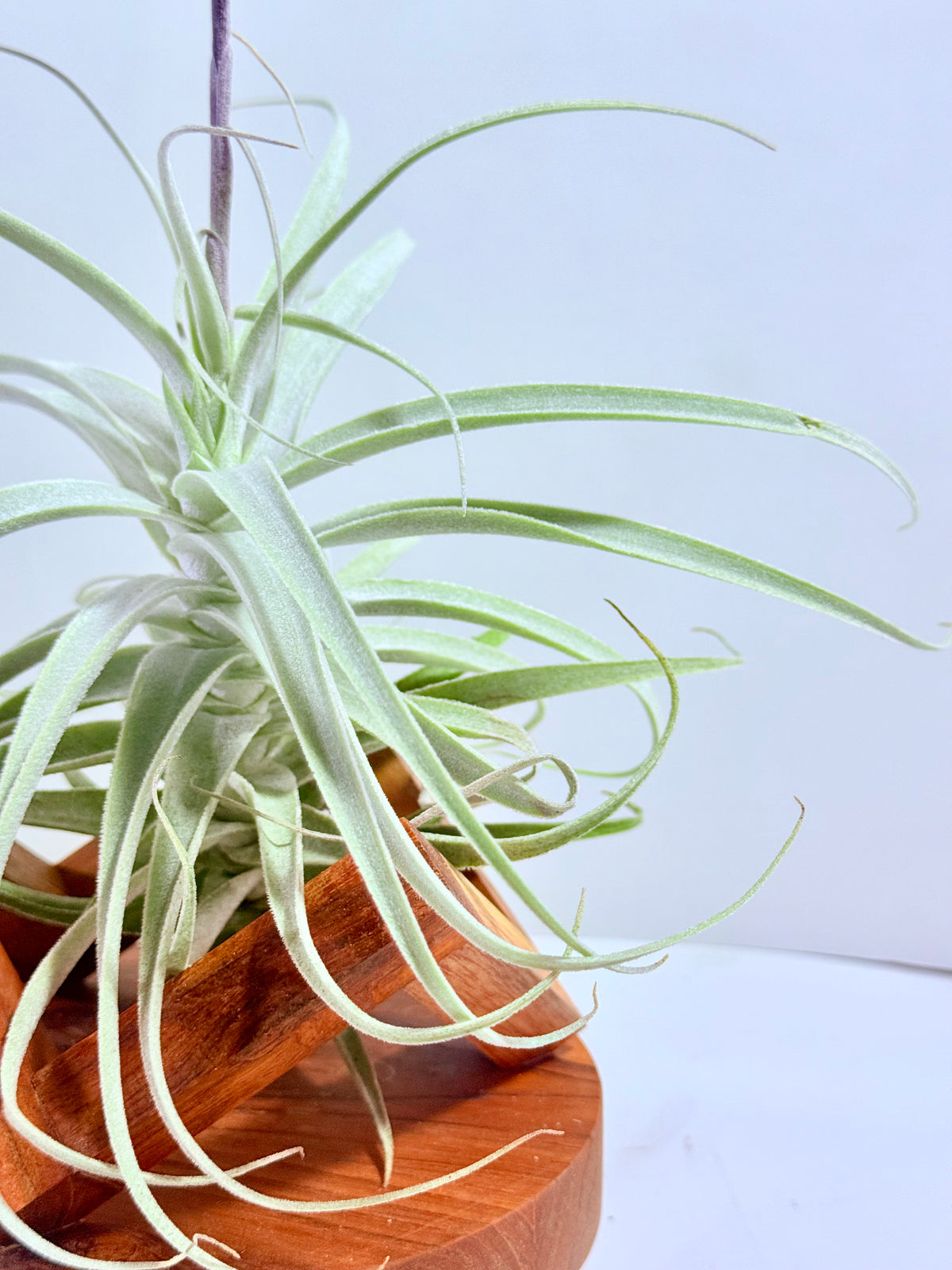 Tillandsia Purpúrea + base teca