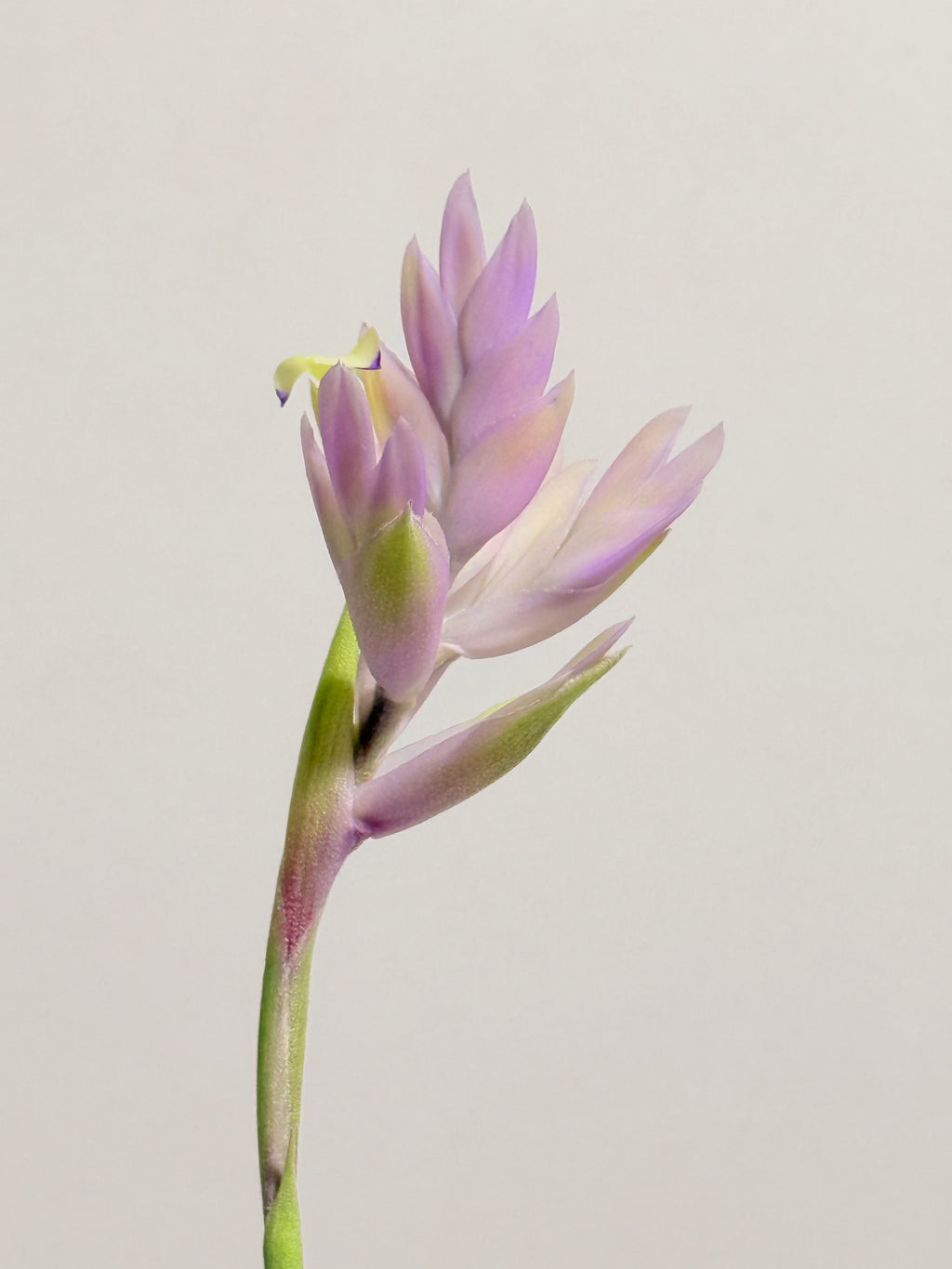 Tillandsia Cacticola regular form botón
