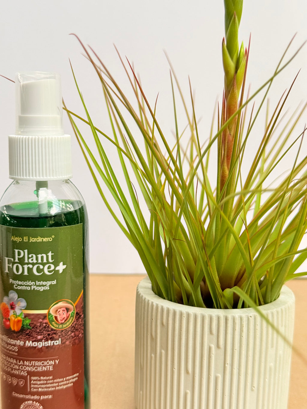 Kit Till. Tricolor + plant force + matera