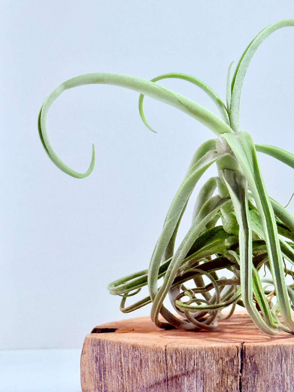 Tillandsia Duratii S + Rodaja de Madera