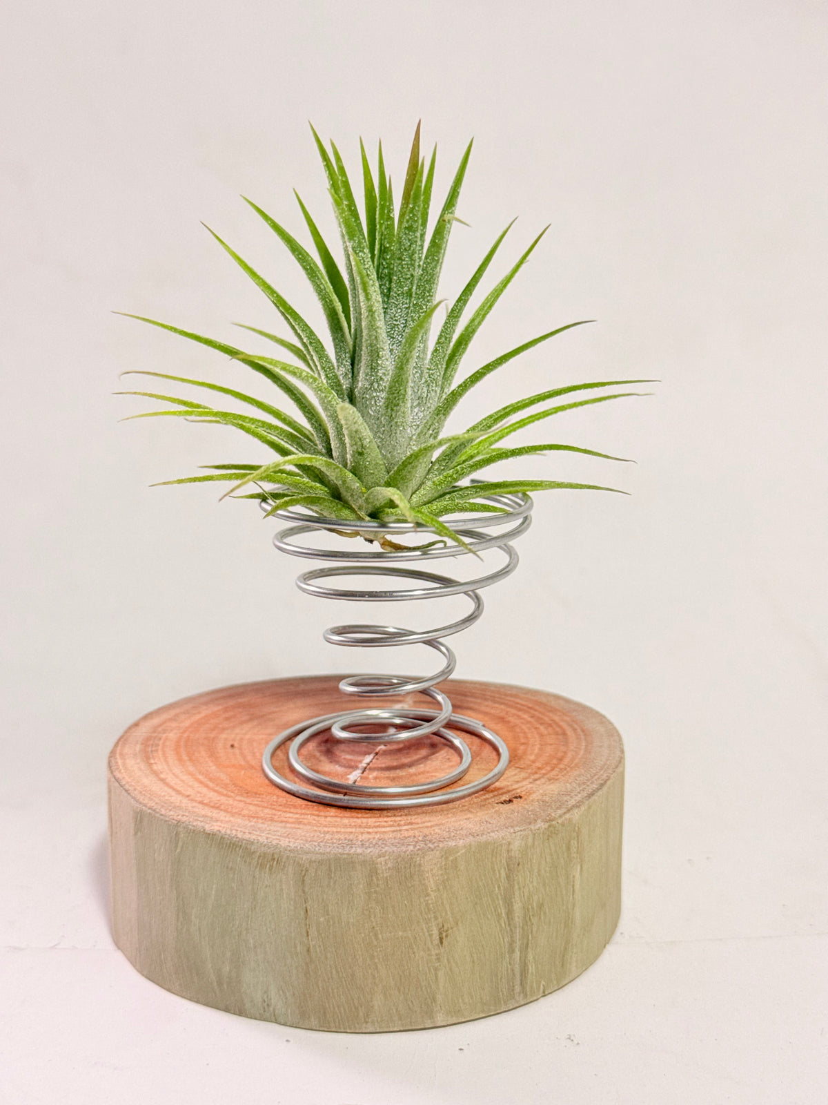 Till. Ionantha + madera + espiral