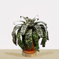 koke Bromelia Goud. ospinae var gruberi