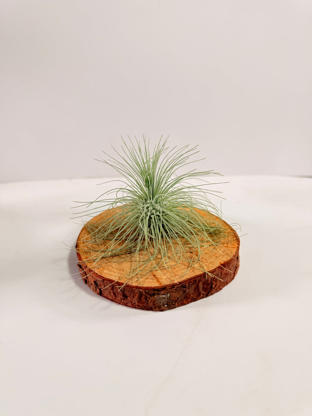Tillandsia Fuchsii var. Gracilis