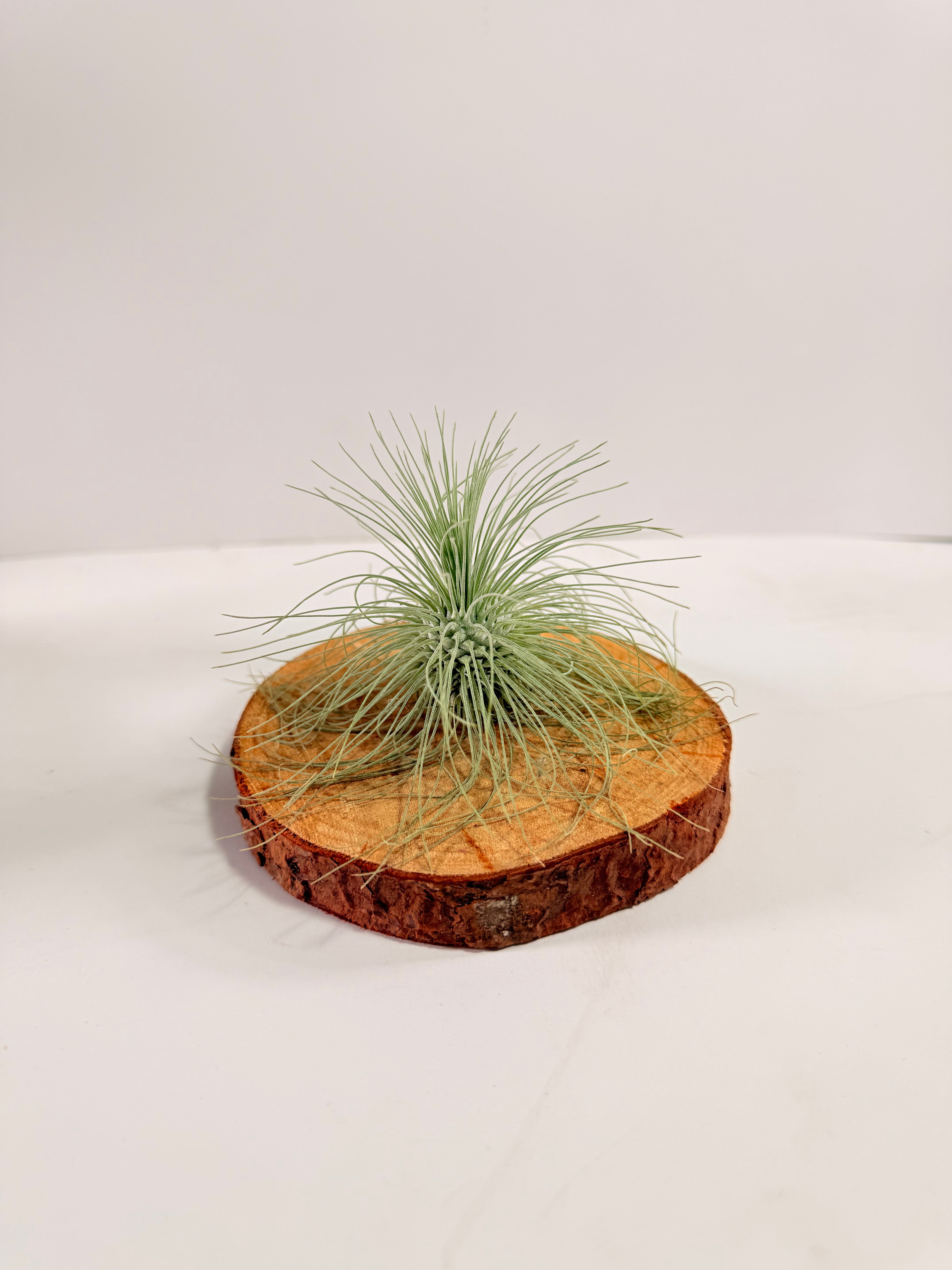 Tillandsia Fuchsii var. Gracilis