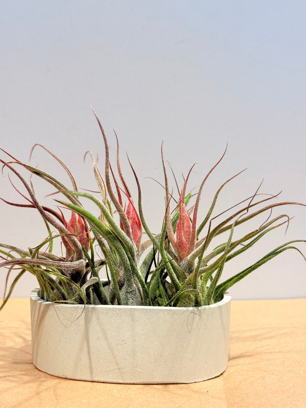 Till. Guatemala red mini x3 + matera