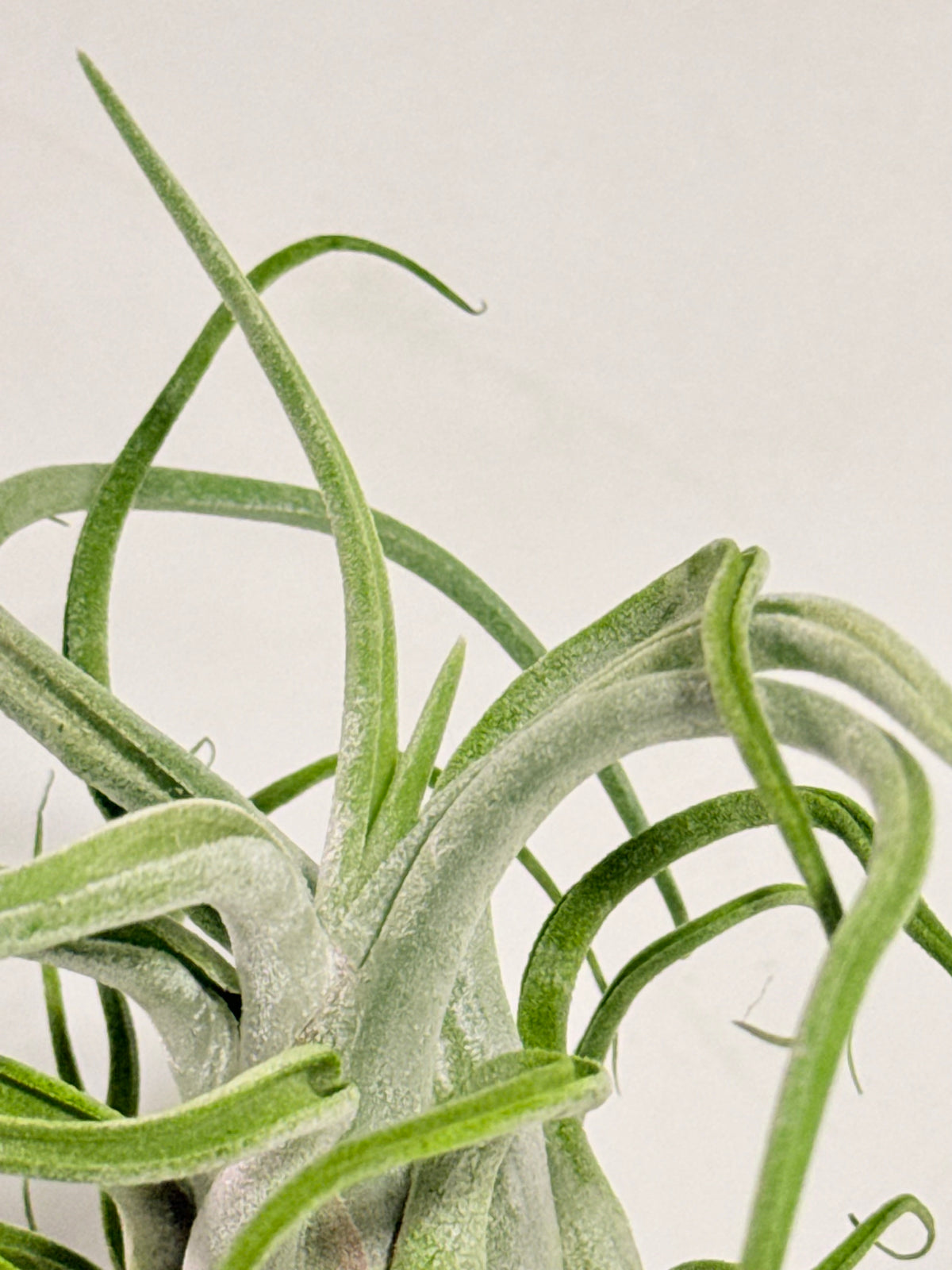 Tillandsia Caput medusae + rodaja madera + espiral