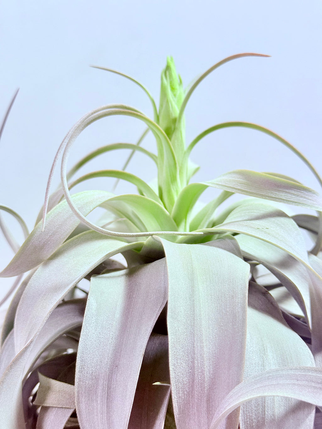 Till. Xerographica con botón XL + base teca
