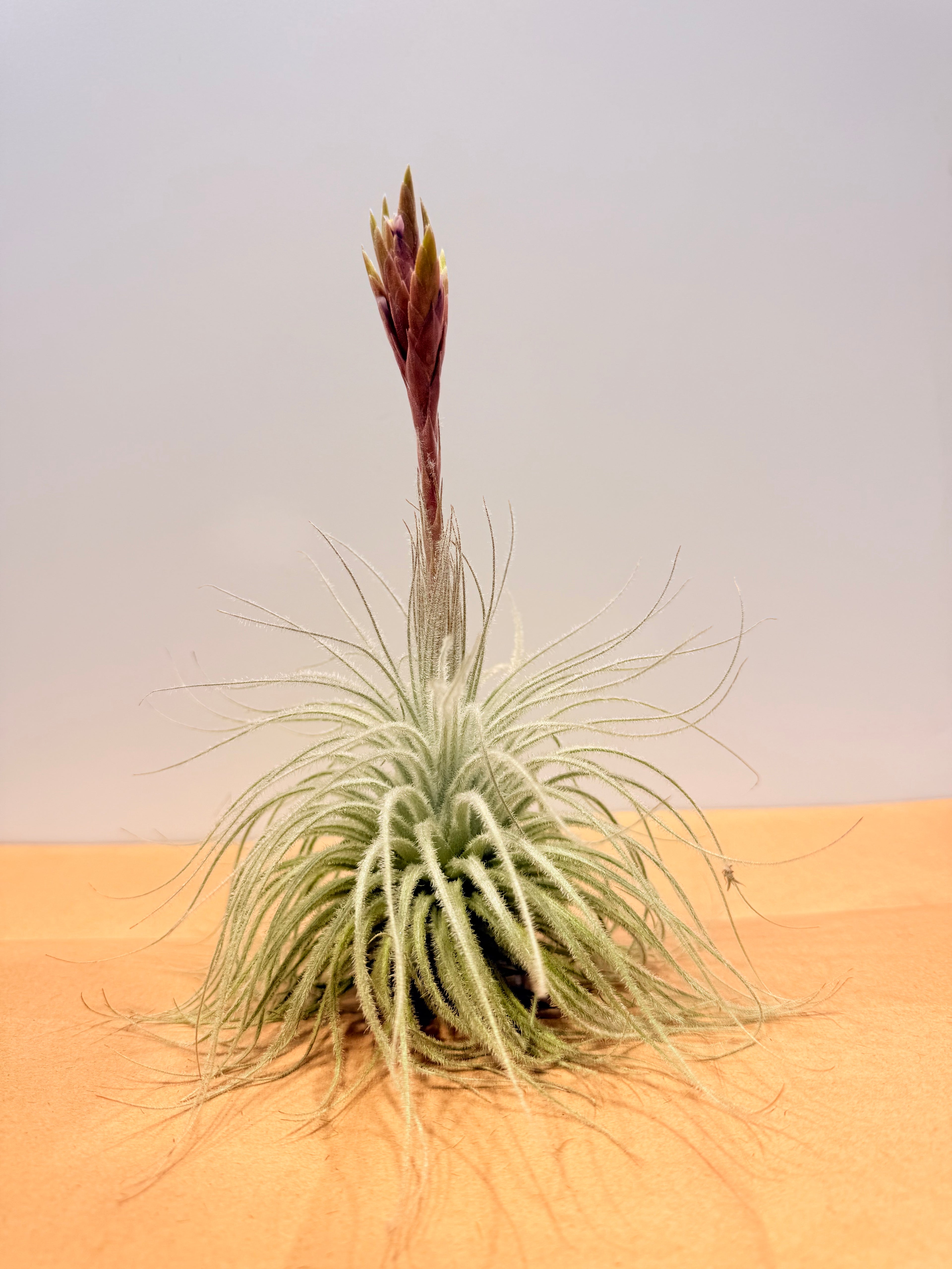 Till. Tectorum