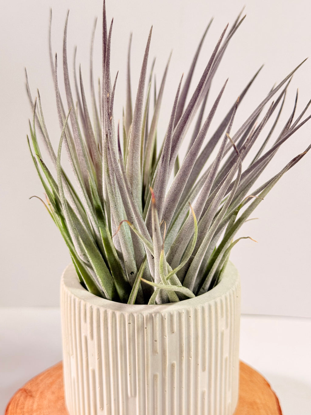 Tillandsia  Plagiotropica purple+ matera