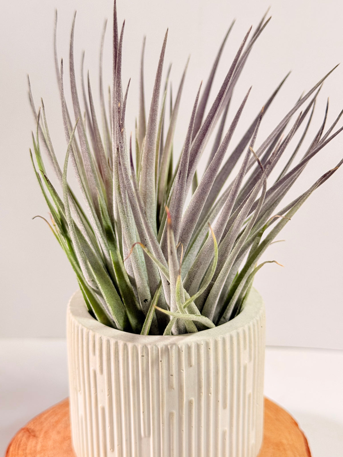 Tillandsia  Plagiotropica purple+ matera