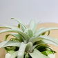 Till. Capitata Yellow star