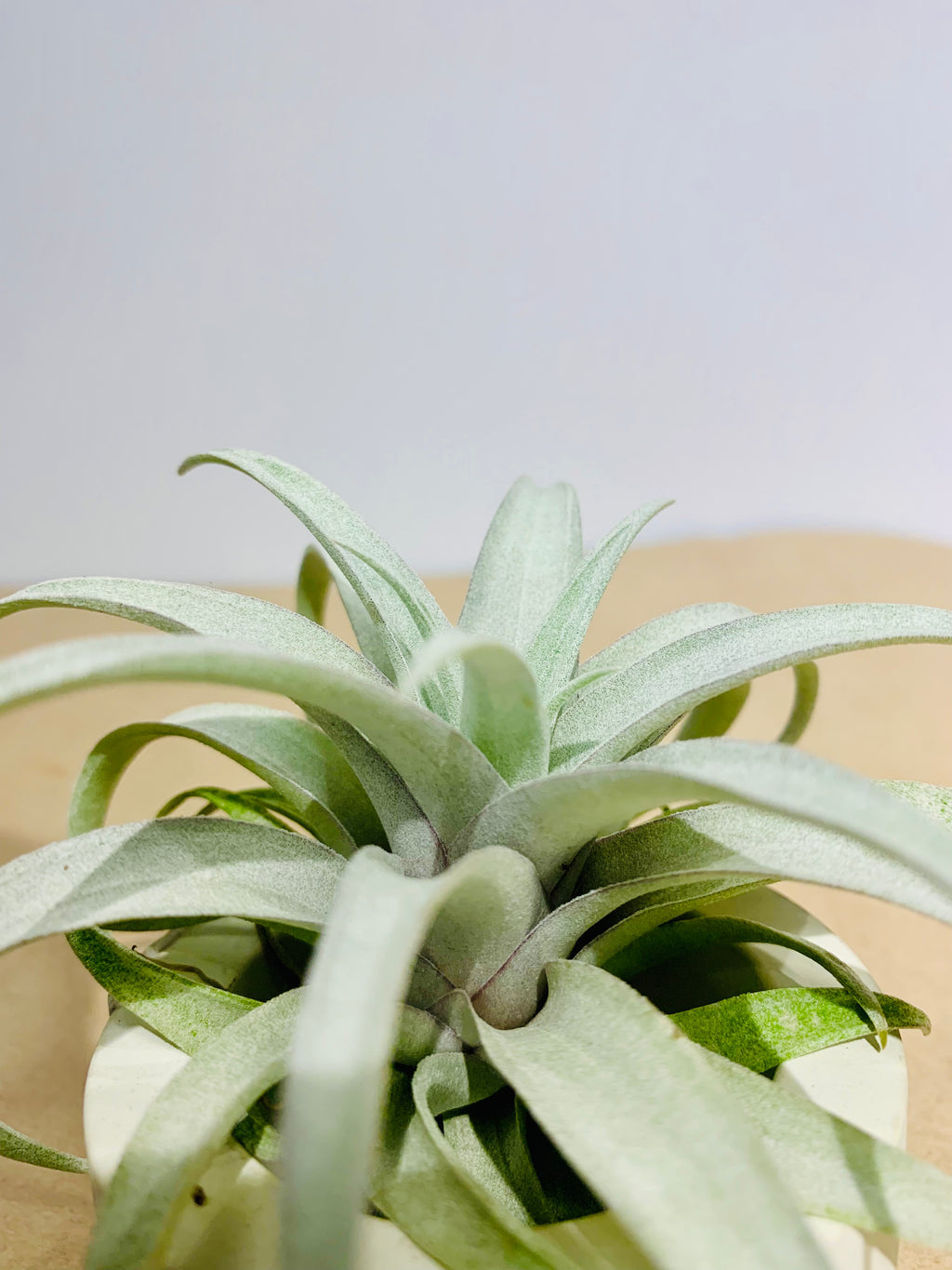 Till. Capitata Yellow star