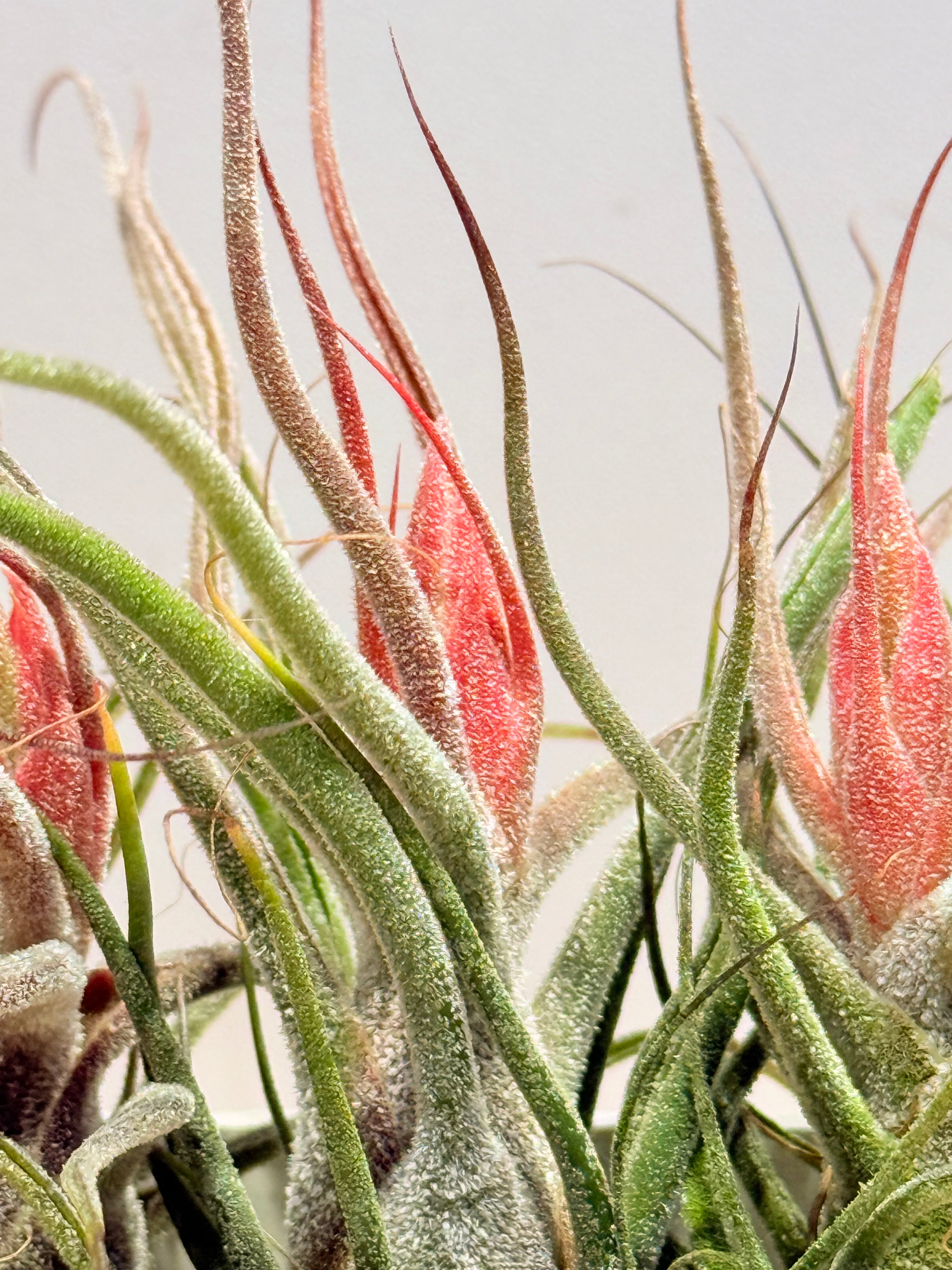 Till. Guatemala red mini x3 + matera