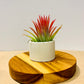 Till. Ionantha red