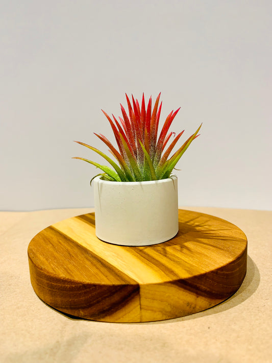 Till. Ionantha red