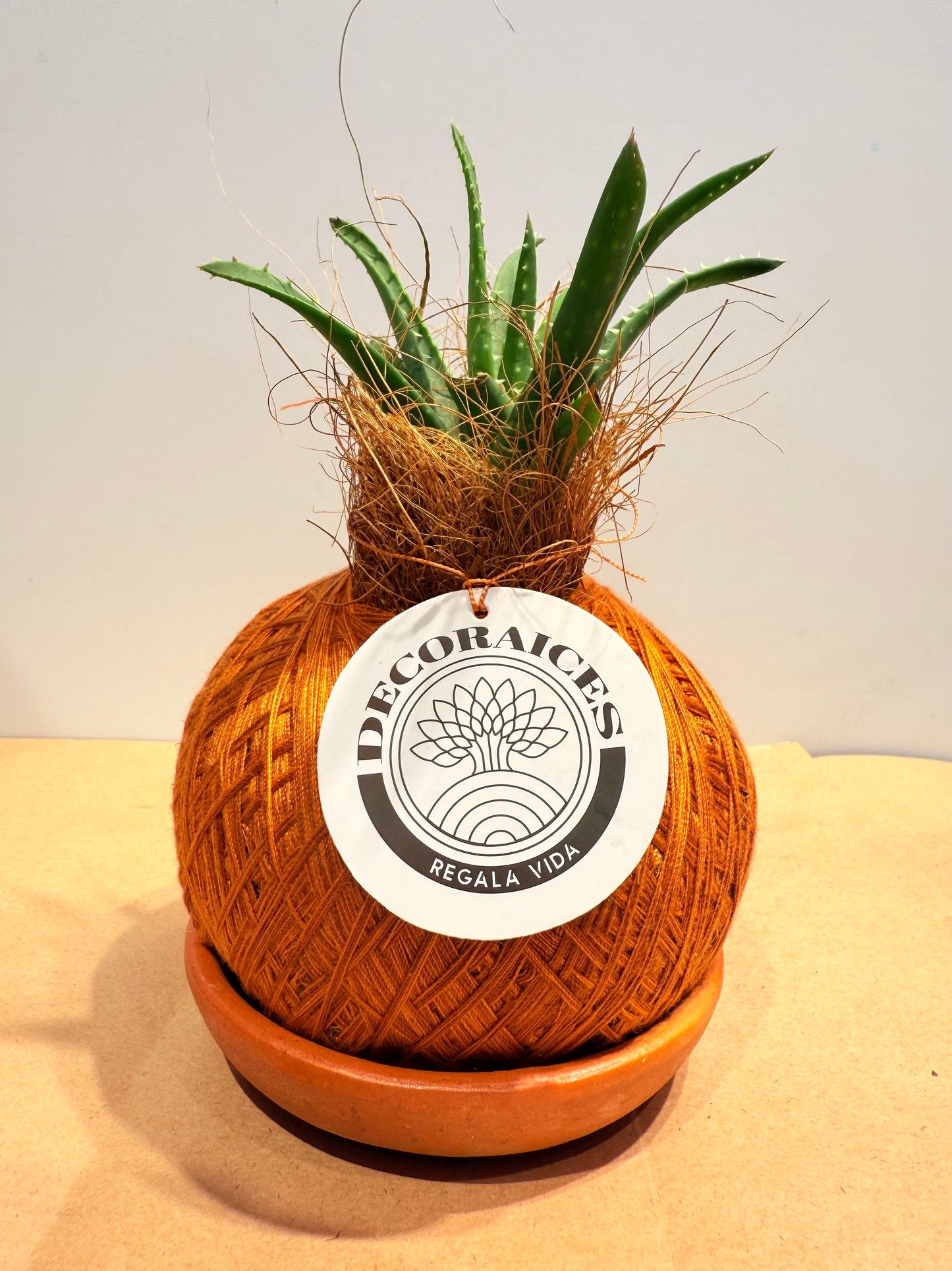 koke Aloe Roca