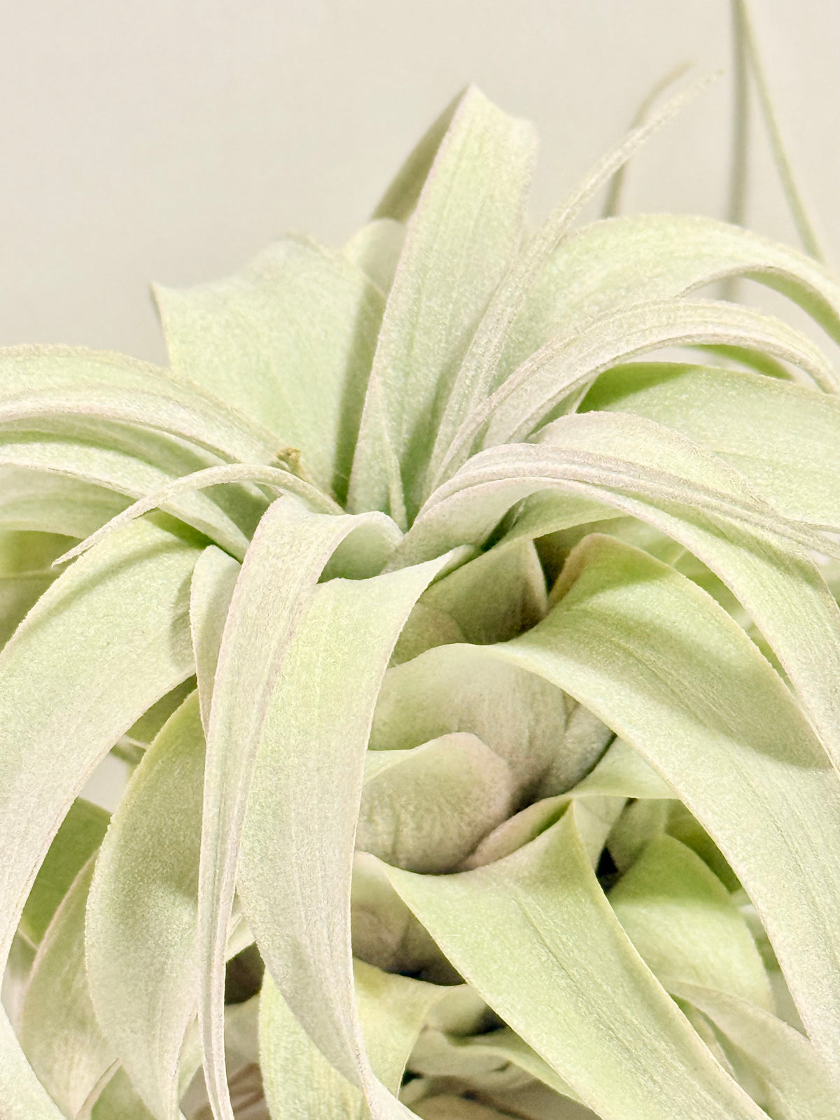 Till. Xerographica S