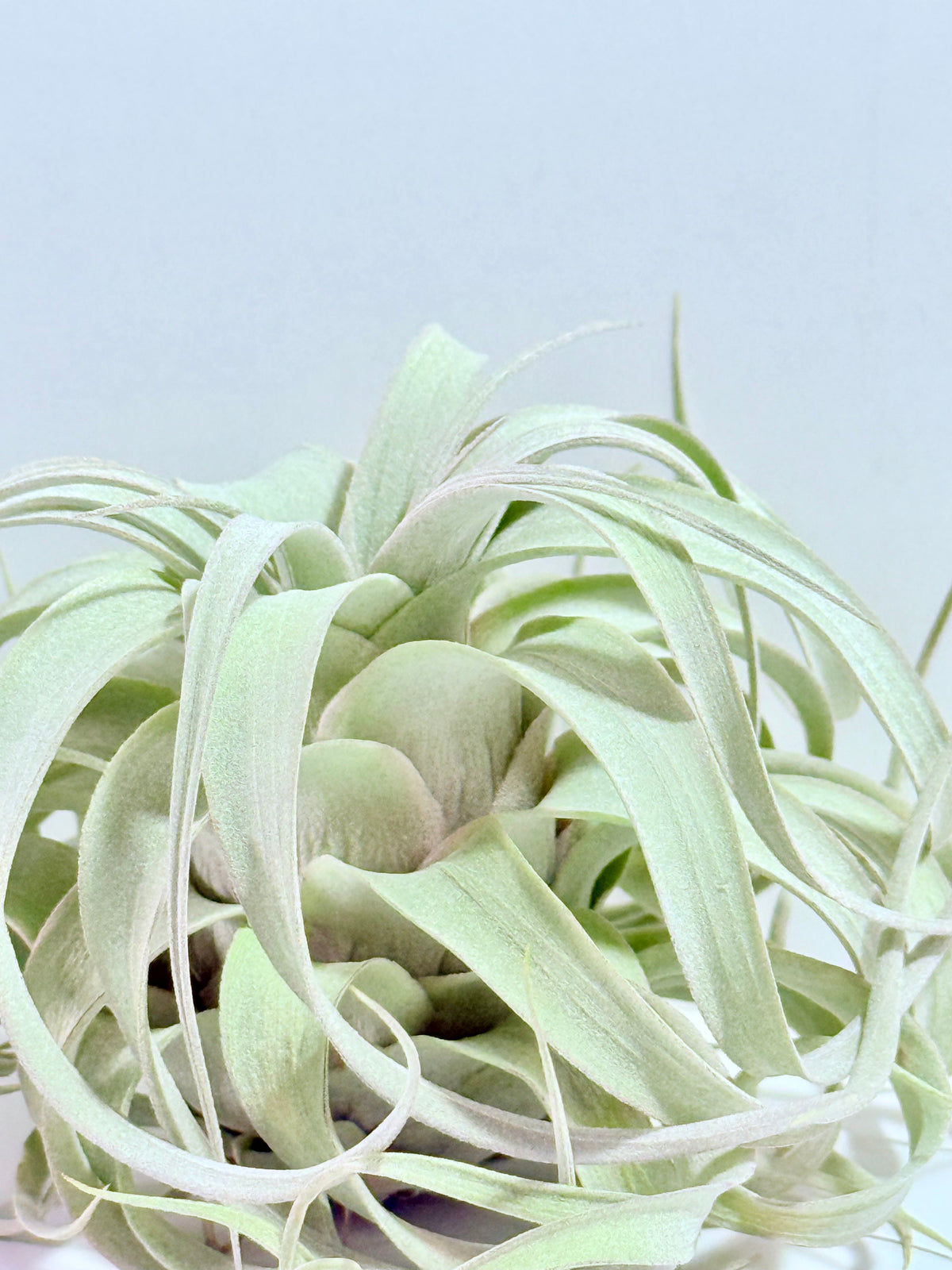 Till. Xerographica S