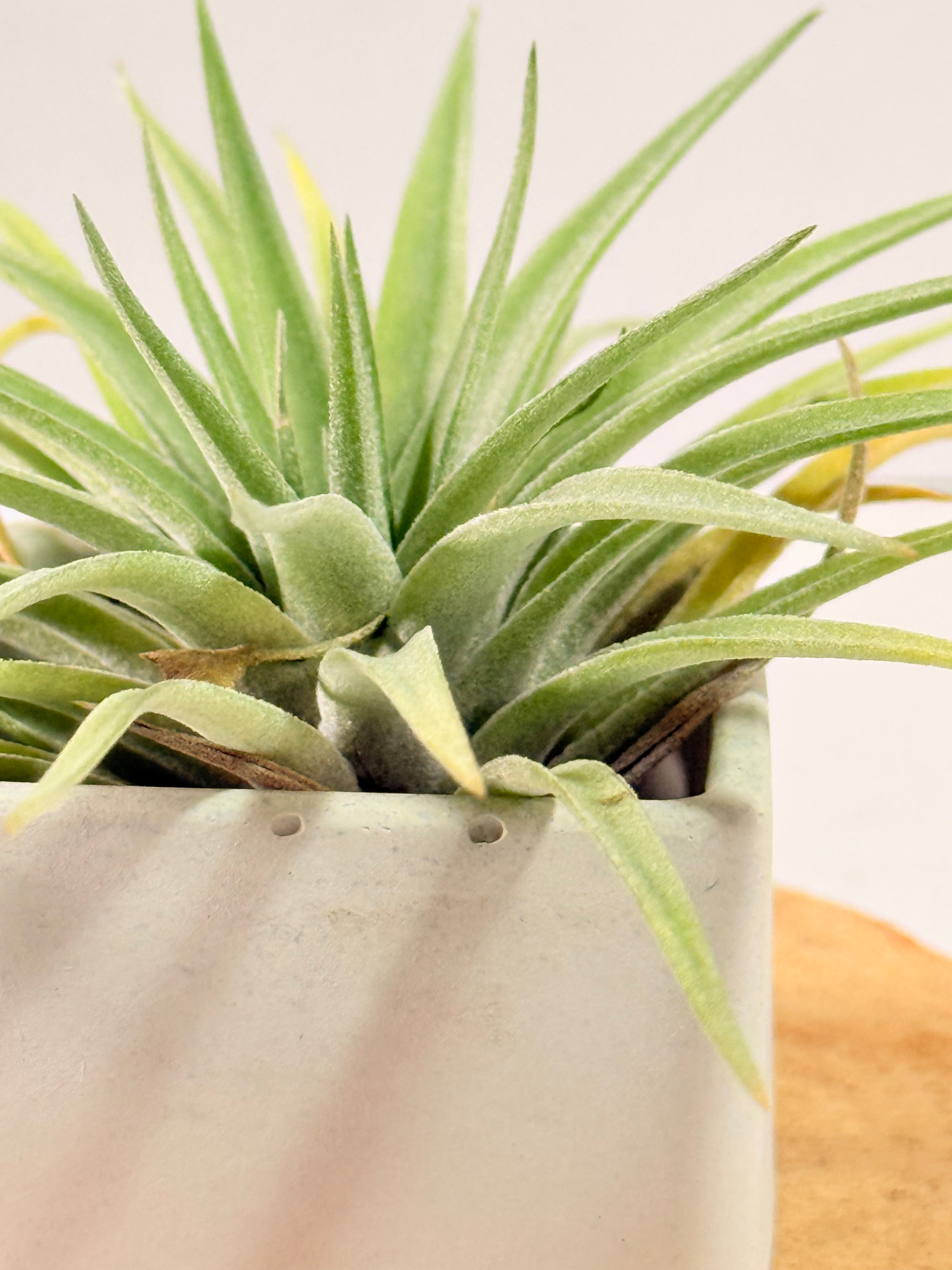 Tillandsia Plagiotropica