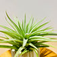 Till. Palgiotropica