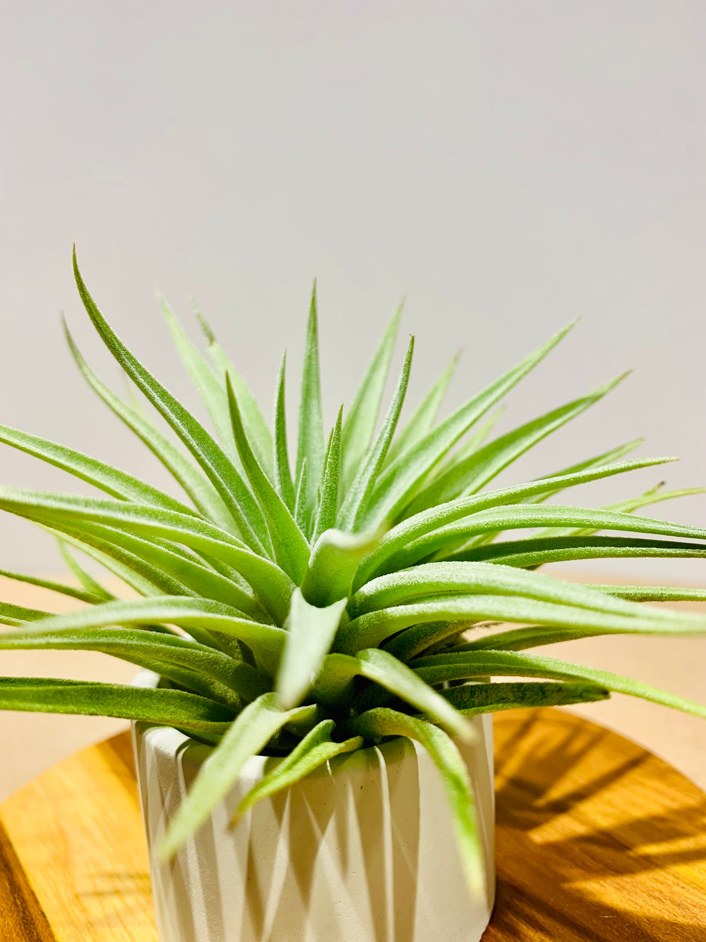 Till. Palgiotropica