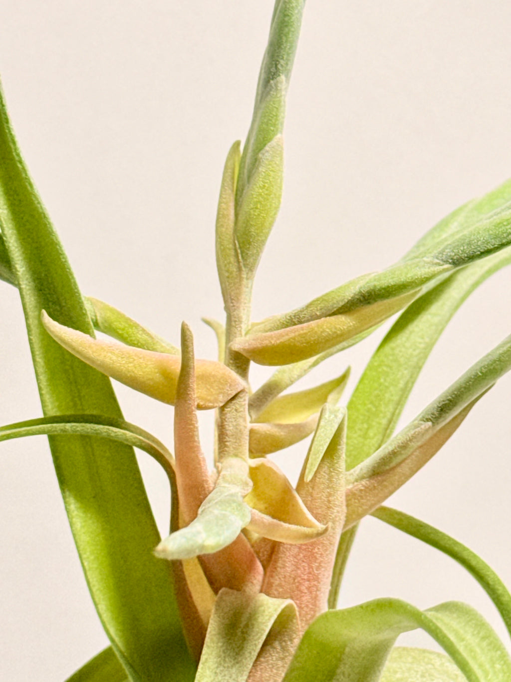 Tillandsia streptophylla + base teca