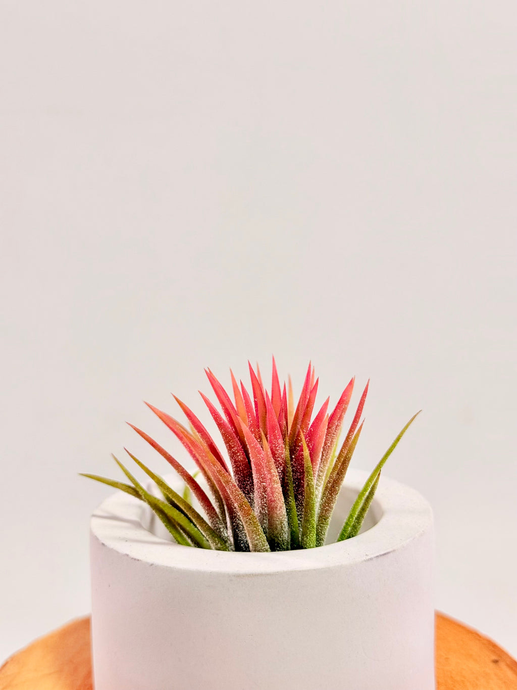 Tillandsia  Ionantha red matera redonda