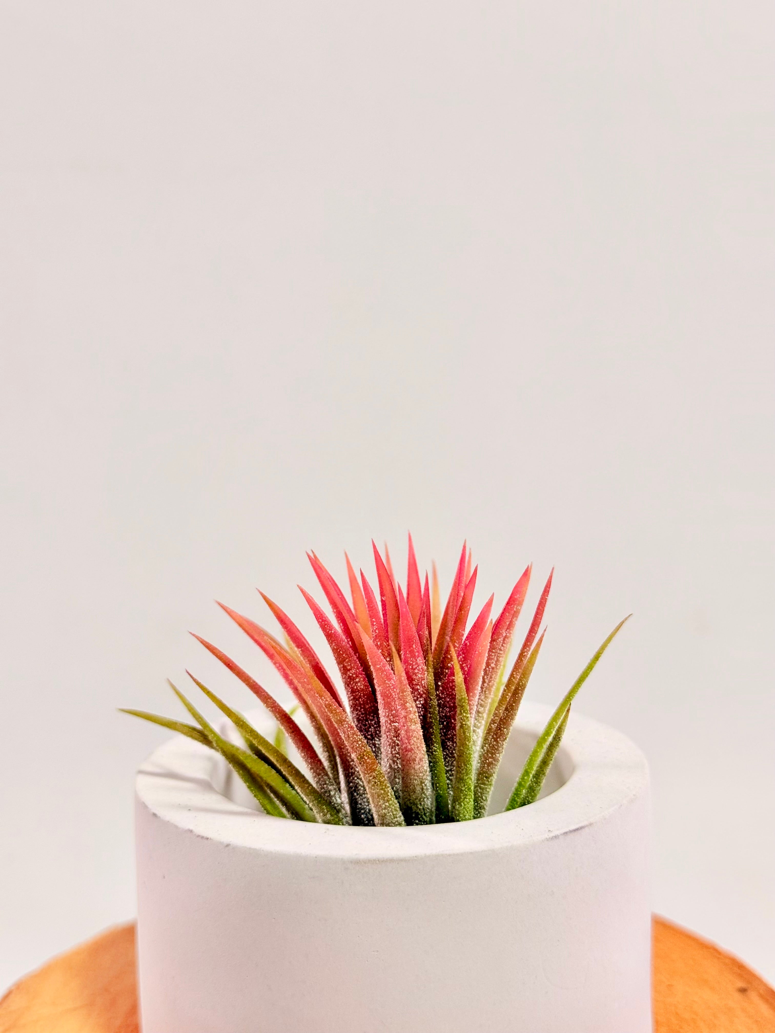 Tillandsia  Ionantha red matera redonda