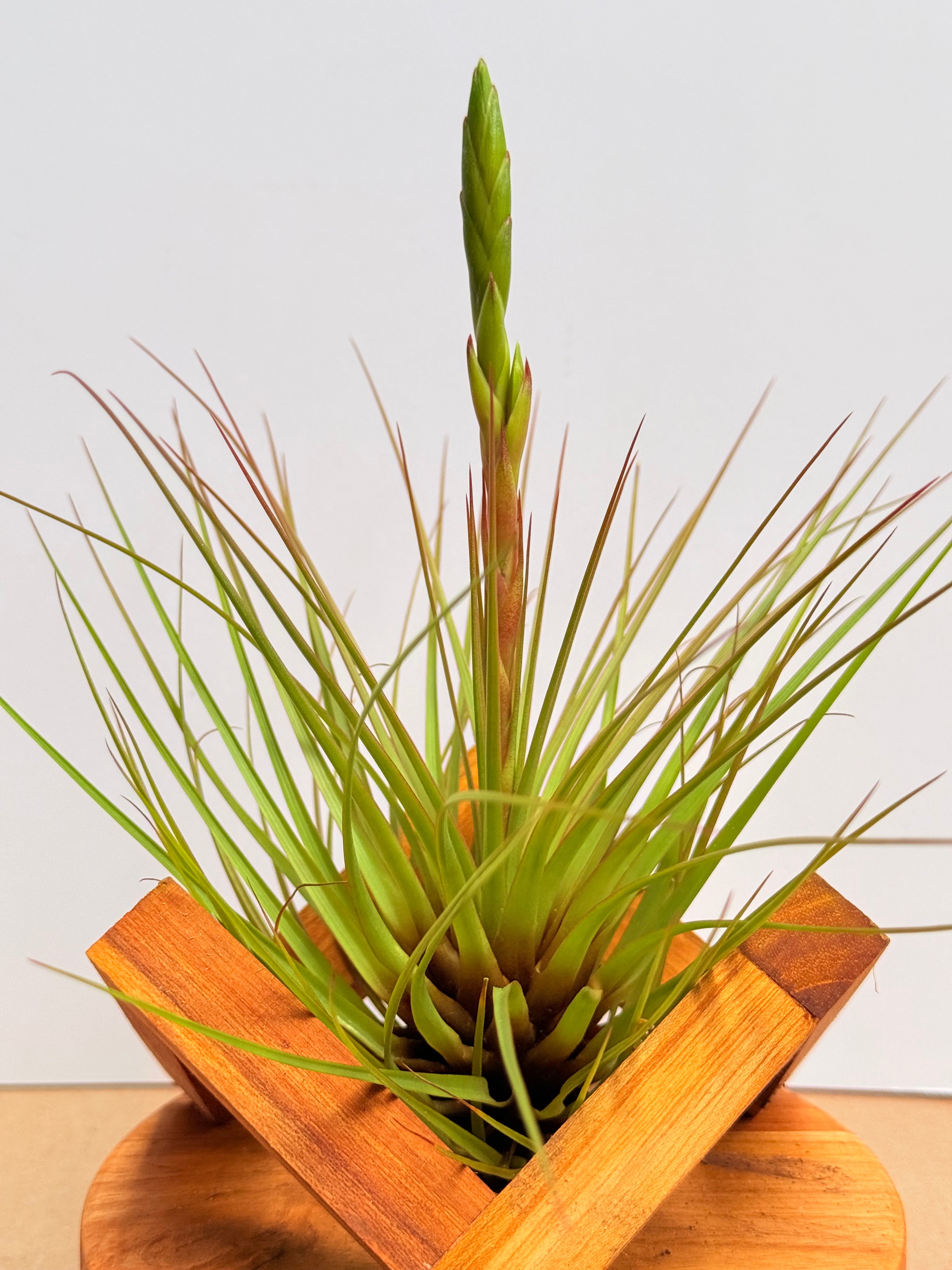 Kit Till. Tricolor + plant force + base madera teca