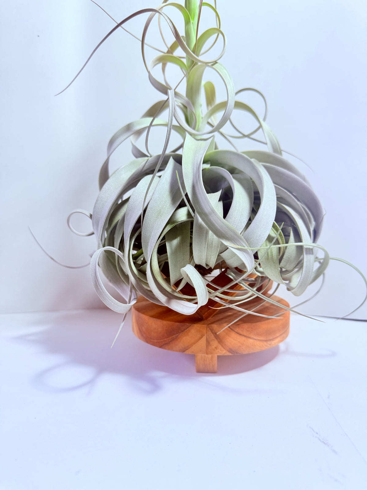 Till. Xerographica XL con flor + base teca