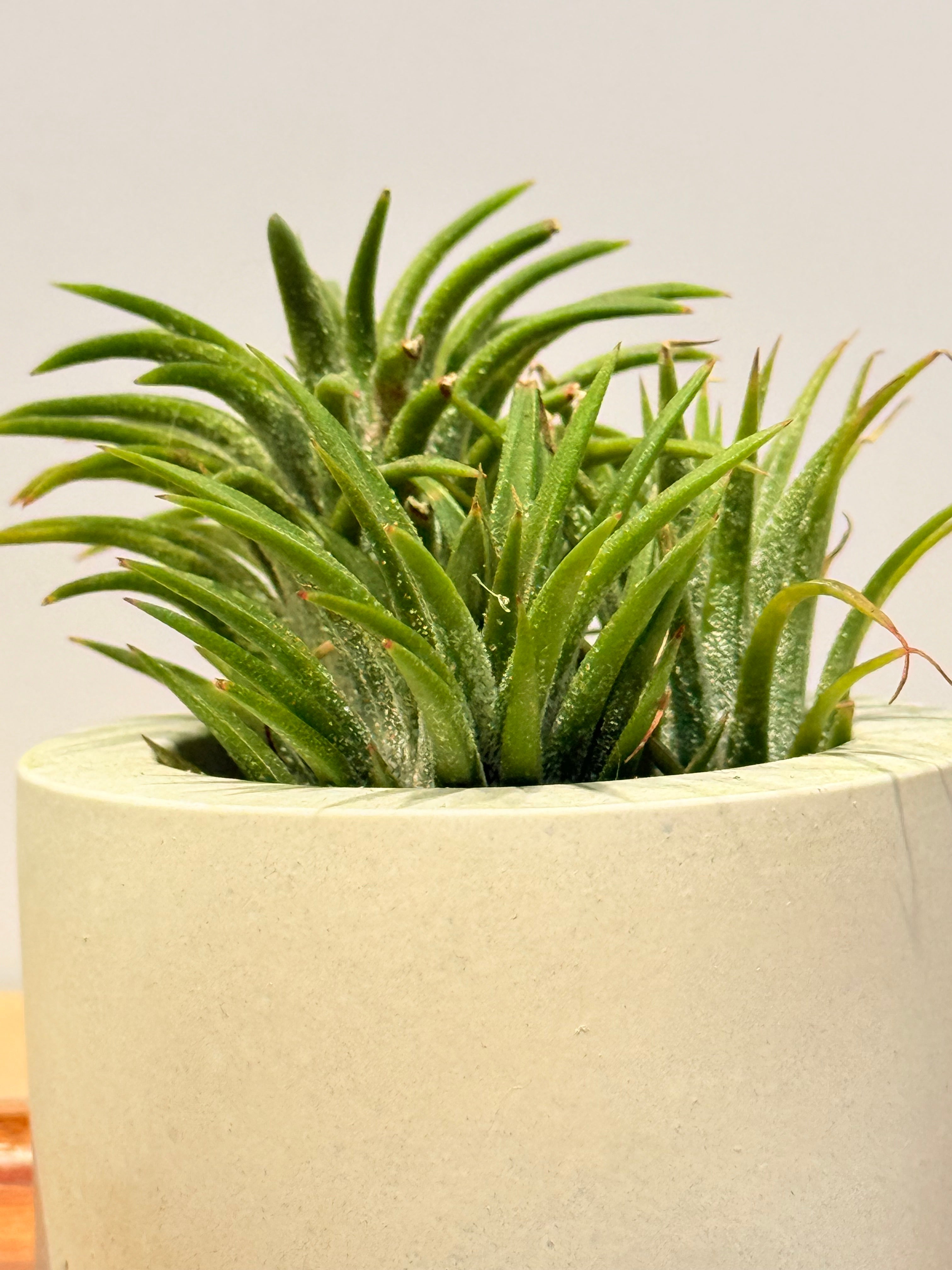 Budas de la sabiduría arreglo Feng Shui