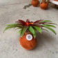koke Bromelia Guzm. Mia