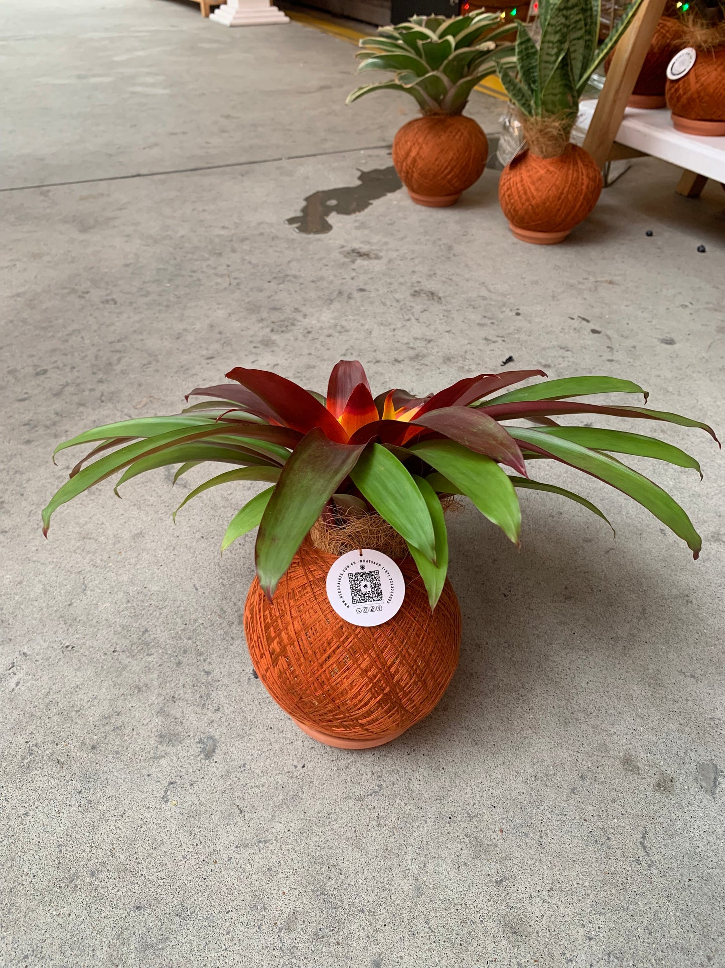 koke Bromelia Guzm. Mia