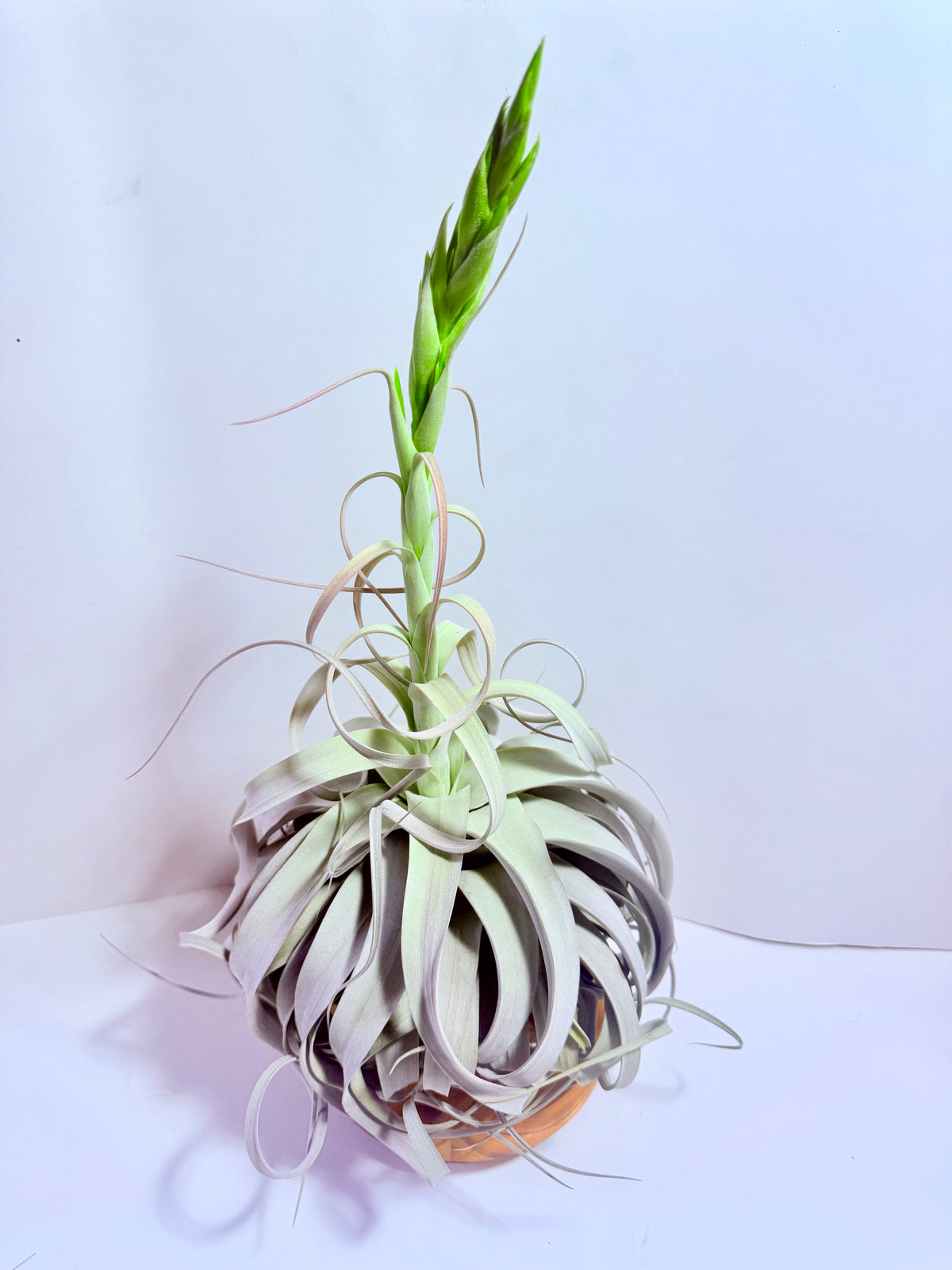 Till. Xerographica XL con flor + base teca