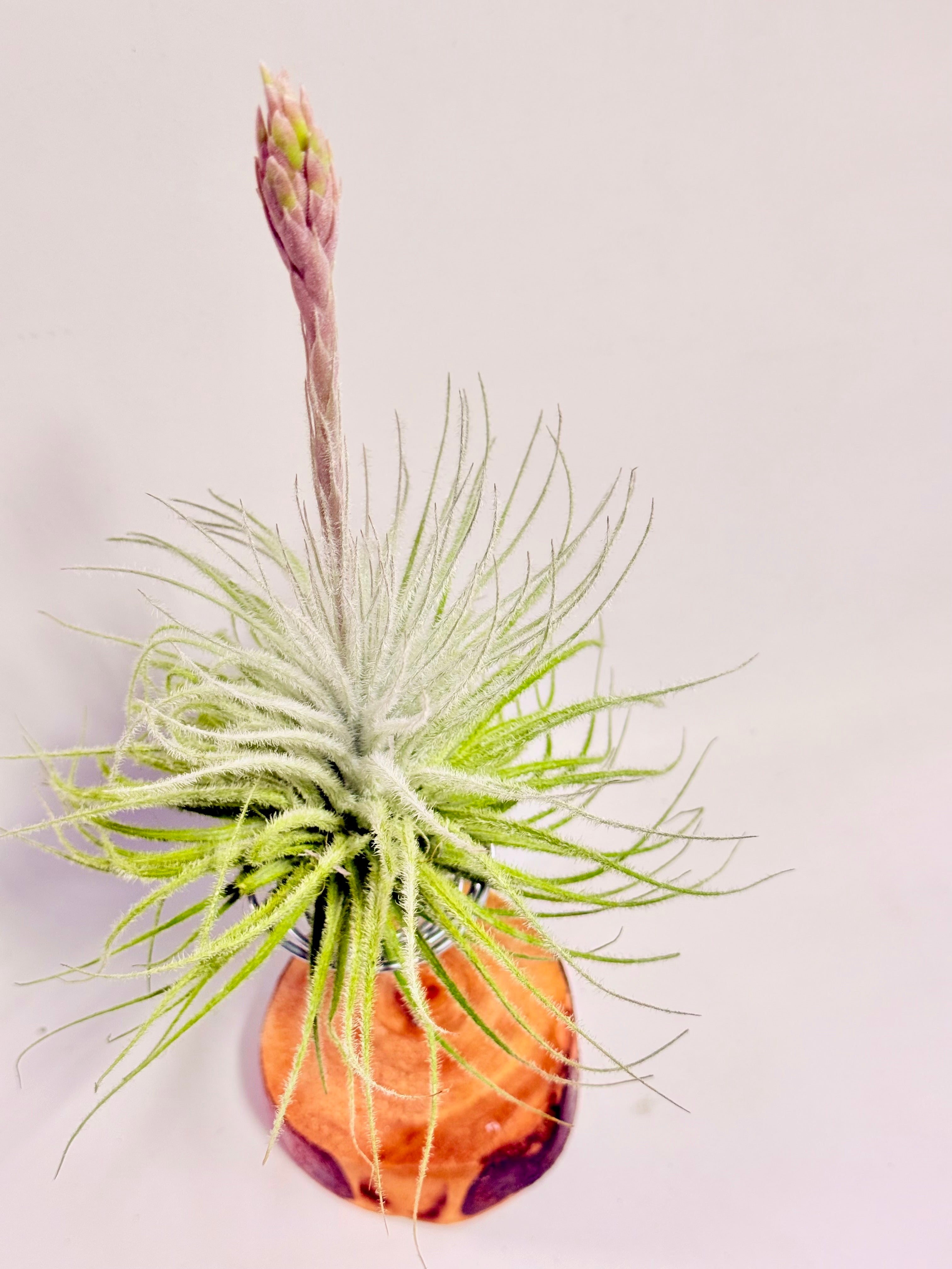 Tillandsia  Tectorum + matera blanca (copia)