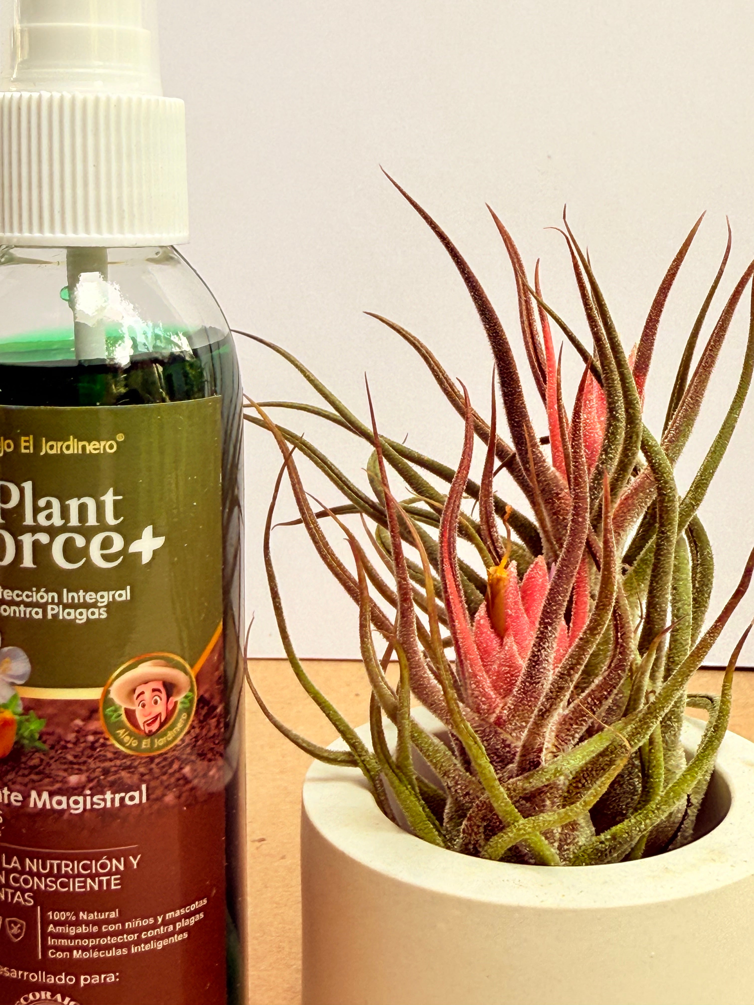 Kit Till. Guatemala x2+ plant force + matera