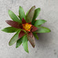 koke Bromelia Guzm. Fary