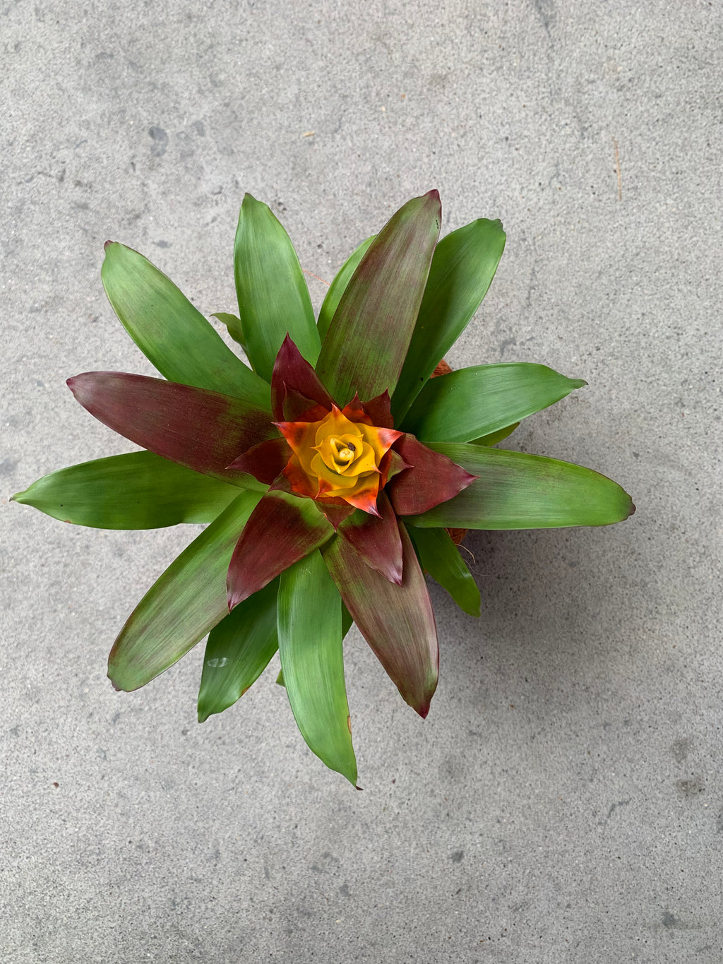 koke Bromelia Guzm. Fary