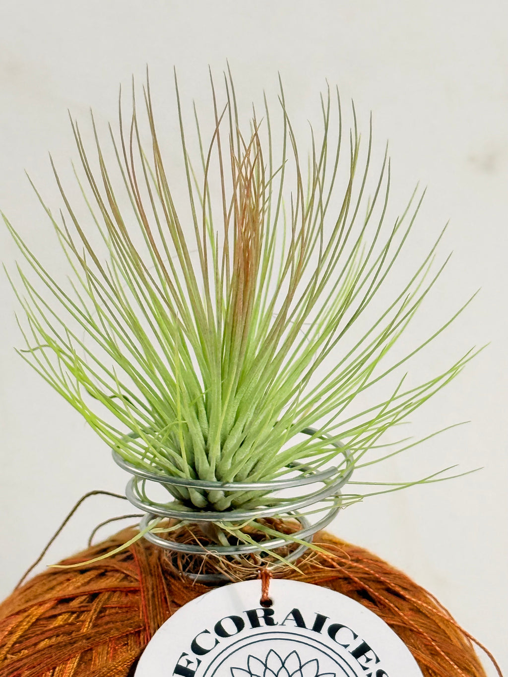 Till. Andreana mini + rodaja + kokedama espiral