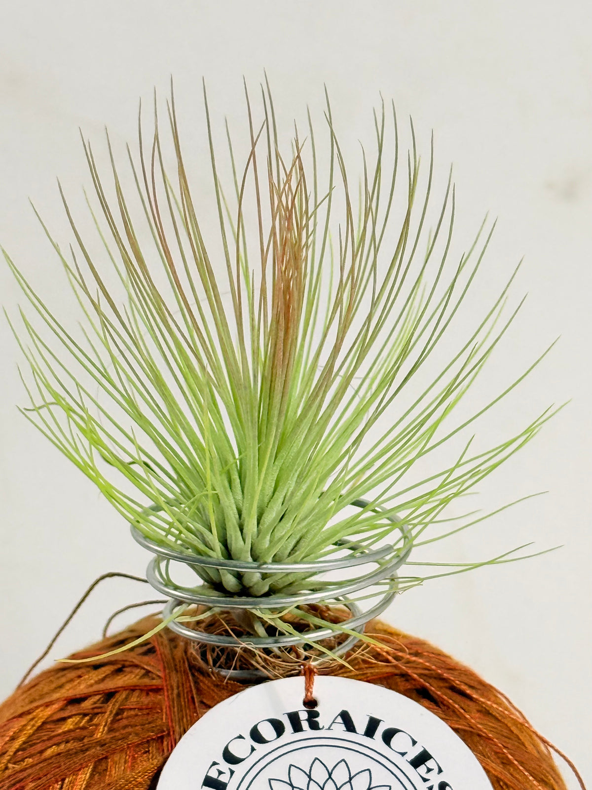 Till. Andreana mini + rodaja + kokedama espiral