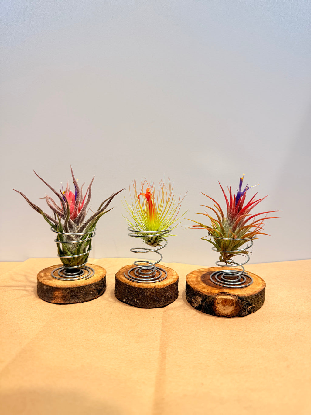 Till. Colección 3.3 + maderas + especiales